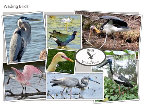 Wading birds - "Our Planet" Images