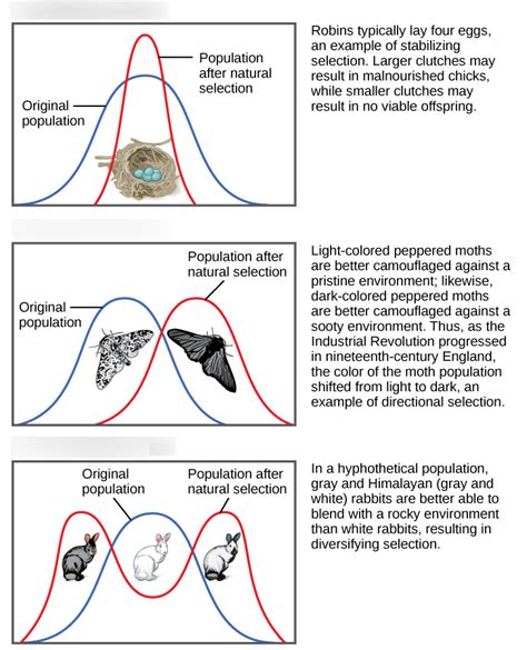 Diagram of Introduction to Evolution | Quizlet