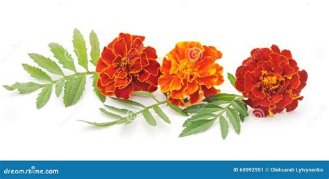 Bouquet of marigolds. stock image. Image of orange, ornamental - 60992951