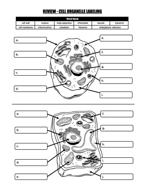 Cells and Cell Organelles Quiz Set With 2 Quizzes FREE | Made By Teachers