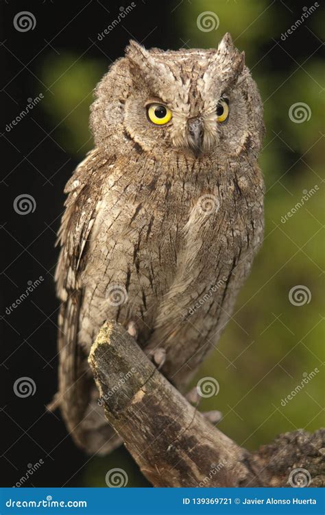 Otus Scops, Eurasian Scops Owl, Small Owl, Stock Image - Image of length, creature: 139369721