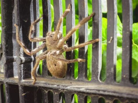 Where Do Huntsman Spider Live - Huntsman Spider Habitat - Zooologist