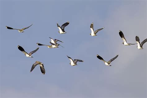 Sandwich Bay Bird Observatory - White Cliffs Country