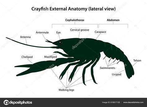 Crayfish Reproductive System Diagram