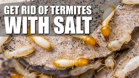 How To Get Rid of Termites With Salt Permanently #bestpestcontrolproduct | Termite treatment ...