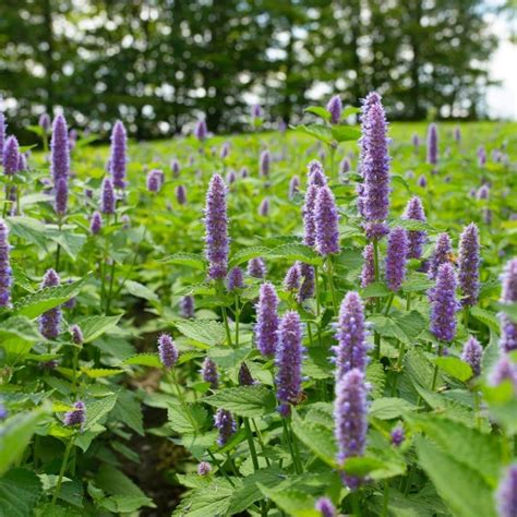 Hyssop Seeds, Herb Seeds#019 – Rooted Retreat