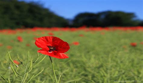 The Story Behind the Memorial Day Poppy - Hobby Farms