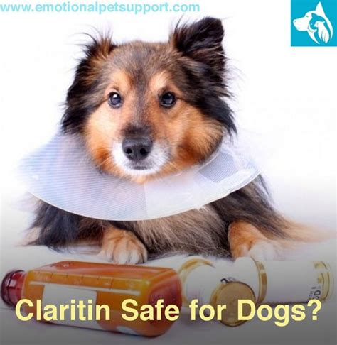 Is Claritin Safe For Dogs? | | Claritin, Dog allergies, Dogs