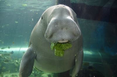 Dugong - worldconservationcoalition