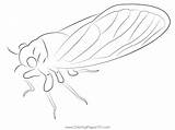 Printable Cicada Coloring Pages  Porn sketch template