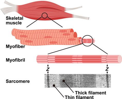 Myosin: Formation and maintenance of thick filaments - Ojima - 2019 - Animal Science Journal ...