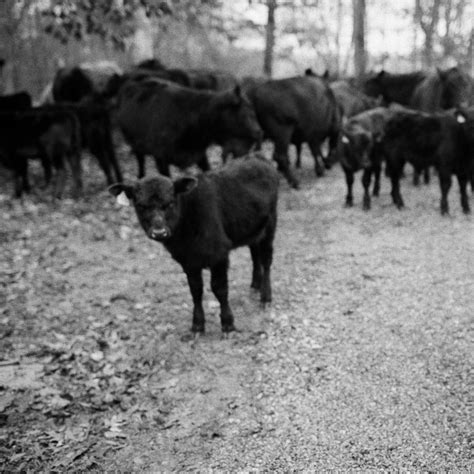 RiverView Family Farm, Working Cattle Farm