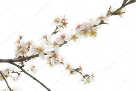 Plum-tree white flowers. Stock Photo by ©dovapi 2567621