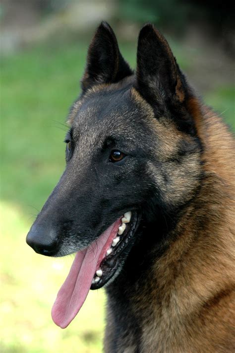 File:Belgian Malinois 01.jpg - Wikipedia