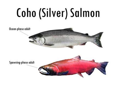 US exports of coho, pink salmon surge