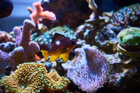 Show your damsels!!! | Page 3 | REEF2REEF Saltwater and Reef Aquarium Forum