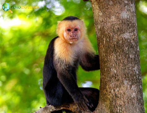 Panamanian White-Faced Capuchin Characteristics | Cebus Imitator Diet ...