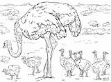 Ostrich With Chicks coloring Page  Free Printable Coloring Pages sketch template