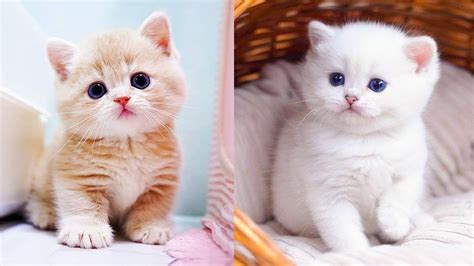 Photos Of Cute Baby Cats - Infoupdate.org