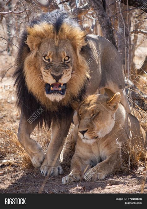 Aggressive Male Lion Image & Photo (Free Trial) | Bigstock