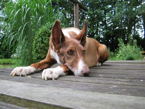 29 Adorable Border Collie mixes that will steal your heart - BorderCollieHealth