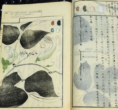 Chinese flower and plant books, translation please. | Antiques Board