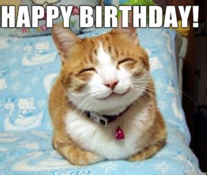 Cat Memes - Happy Birthday Cat Memes - Funny Cat Memes & Pictures