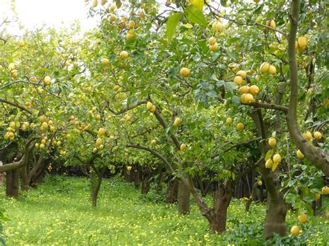 Lemon Tree Pruning Methods; Training Methods | Agri Farming