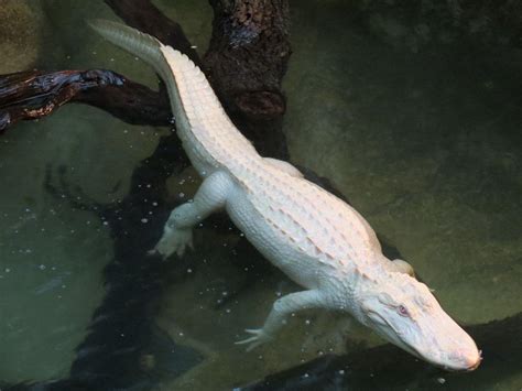 Albino Alligator Wallpapers - Wallpaper Cave