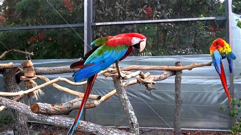 Macaw Parrot Sound - YouTube