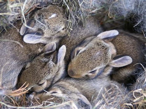 Does Rabbit Sleep: The Sleeping Habits of Rabbits - DiscoveryNatures