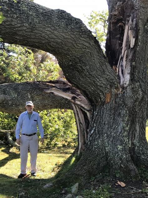 Loss of 200-year-old red oak | Boothbay Register