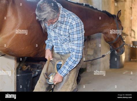 Farrier shoeing horse Stock Photo - Alamy