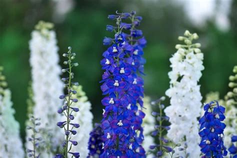 Larkspur Flower Meaning and Symbolism By Color| Florgeous