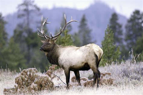 Division of Wildlife opens application period for big game hunting ...