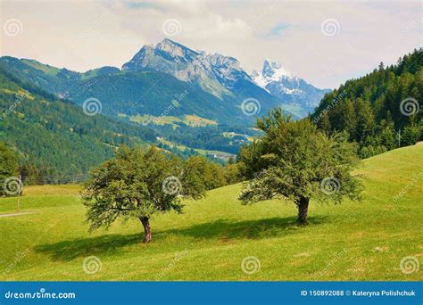 Alpine Landscape, Two Trees and Mountains in the Background Stock Photo - Image of trees, green ...