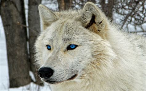 White Wolf with Blue Eyes HD Wallpaper