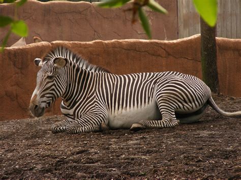 Zebras at the Zoo Free Photo Download | FreeImages