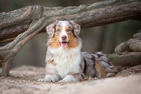 6 Most Common Australian Shepherd Health Issues | Vetericyn