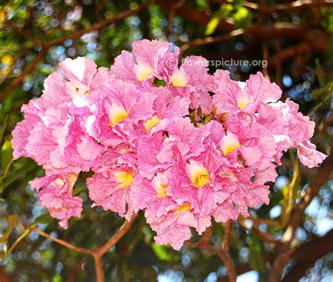 Tabebuia rosea | Rosy Trumpet Tree | Pink trumpet tree