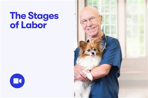 What Are The Stages Of Dog Labor