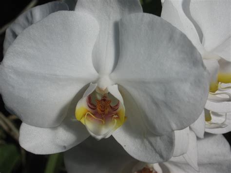 my walk with food and beautiful plants and flowers: North Borneo Orchid: Hybrids