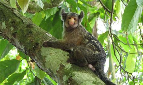 Fires continue to rage through the habitat of a newly discovered Amazonian primate