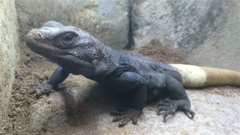 Common chuckwalla - San Francisco Zoo & Gardens