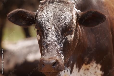 Herd of nguni cattle Stock Photo | Adobe Stock