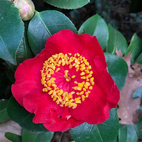 Eager Camellias are popping open all through the Hidden Forest ...