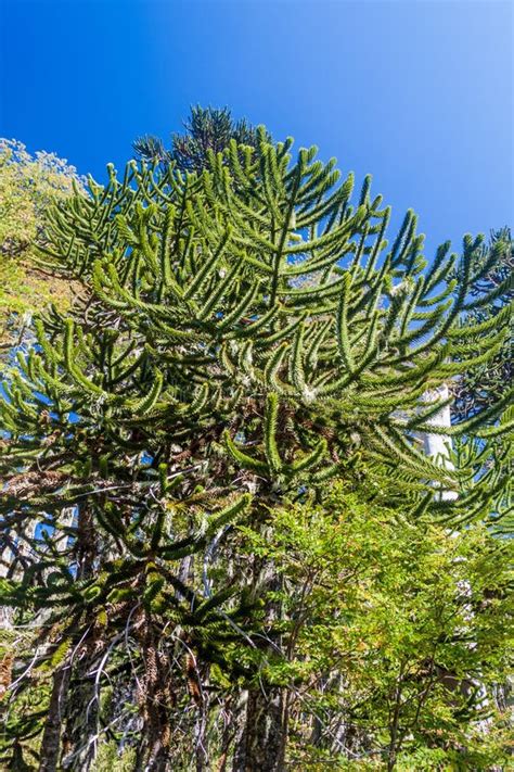 Araucaria Forest In National Park Herquehue Stock Photo - Image of foliage, araucaria: 131463930