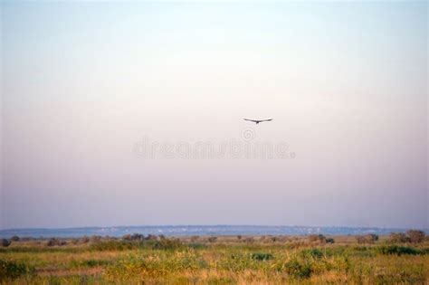 Steppe Eagle Flying Over The Steppe Stock Image - Image of prey ...