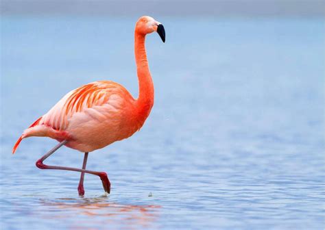 Flamingo Behavior - AnimalBehaviorCorner