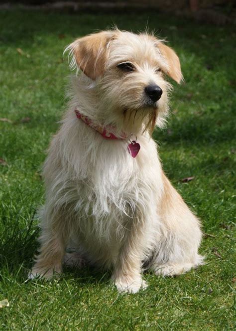 Cavestie (Cavalier King Charles Spaniel x West Highland White Terrier) | Unique dog breeds, Rare ...